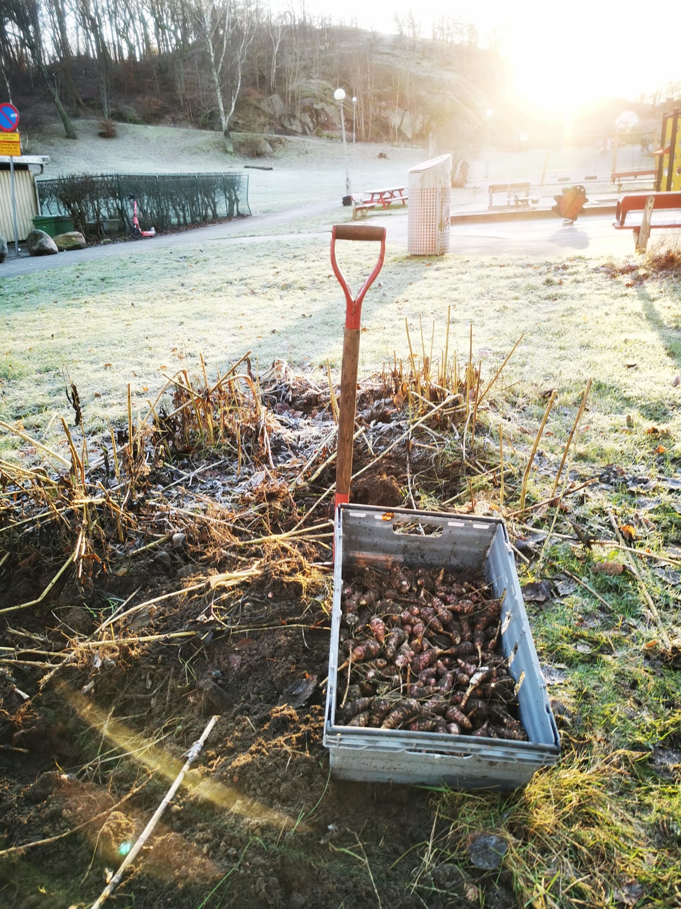 Skördad jordärtskocka.